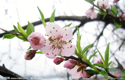 桃樹葉|桃花 